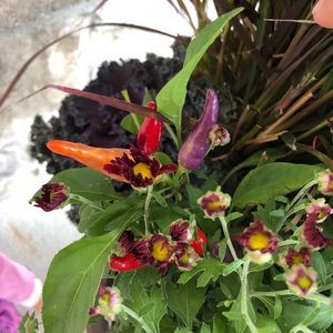 Meet your Posher, Dana